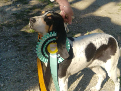 Étalon Chien courant suisse - Rivale Du Bois De Larnède