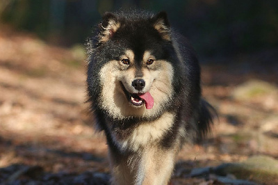 Étalon Chien finnois de Laponie - Seasons summer Du Pays Des Mille Lacs