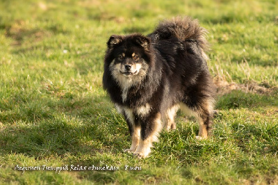 Étalon Chien finnois de Laponie - Aegirsson Tsemppiä relax