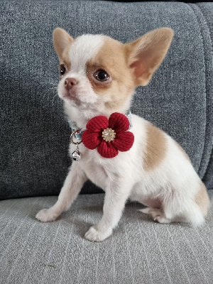 Étalon Chihuahua - Toscane Des Pattounes Douces