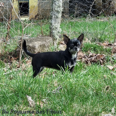 Étalon Chihuahua - blackrottmar Wera