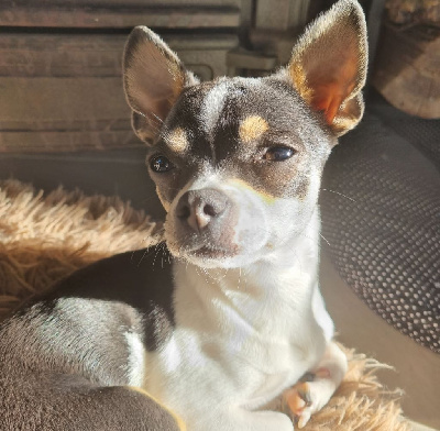 Étalon Chihuahua - Satine des Caprices des Fées