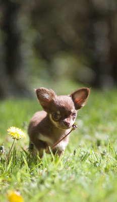 Étalon Chihuahua - Utah Des Petits Jedi