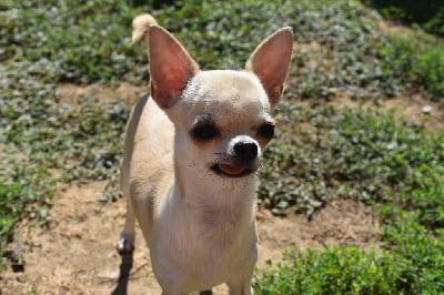 Étalon Chihuahua - Serena de l'elixir d'amour
