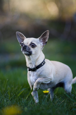 Étalon Chihuahua - Suzie Des Petits Jedi