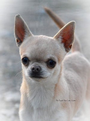 Étalon Chihuahua - Tigrou Du Castel Des Petits Coeurs