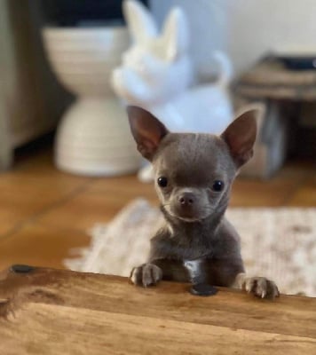 Étalon Chihuahua - Kendy exclusive babes