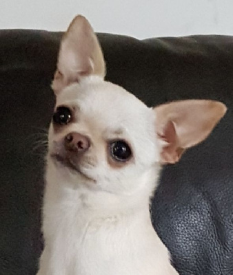 Étalon Chihuahua - Tzatziki (Sans Affixe)