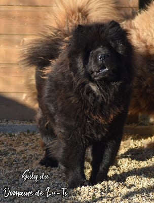 Étalon Chow Chow - Suly Du Domaine De Lu Ti