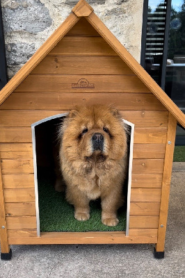 Étalon Chow Chow - Fan bing bing De los perros de bigo