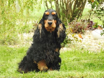 Étalon Cocker Spaniel Anglais - Sharlotte Du sasia