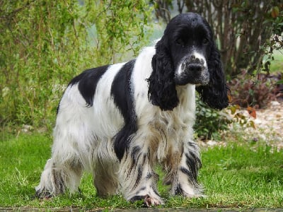 Étalon Cocker Spaniel Anglais - Shanel De L'étang Au Miroir