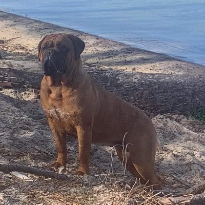 Étalon Dogue de Bordeaux - Sombre tenebreuse Du Charme Berronais