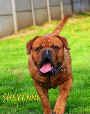 Étalon Dogue de Bordeaux - Legendarivs Canis Sheyenne