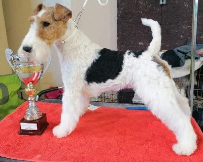 Étalon Fox Terrier Poil Dur - Shalimar de Vallauris des astucieux