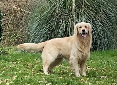 Étalon Golden Retriever - Simba (Sans Affixe)