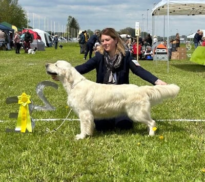 Étalon Golden Retriever - Peace And Love Golden Sunshine of my heart