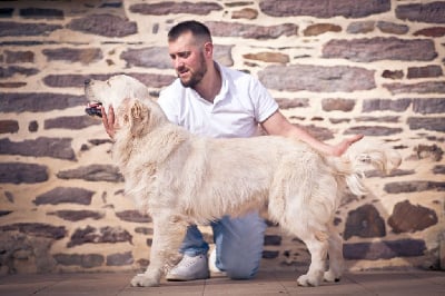 Étalon Golden Retriever - Smoothie Des Puppys Goldens Love