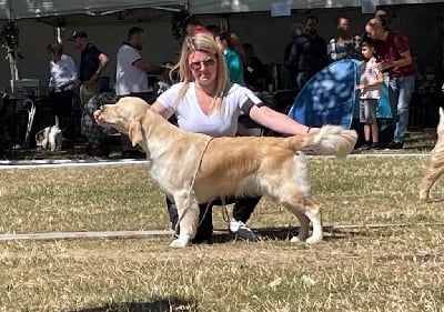 Étalon Golden Retriever - Rose song Du bois de la rayere