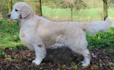 Étalon Golden Retriever - Noir désir Du bois de la rayere