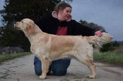 Étalon Golden Retriever - Unspeakable feeling Du Vivier Au Bois