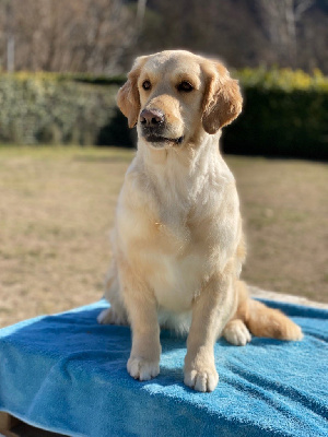 Étalon Golden Retriever - Petite biscotte De l'Oro in Bocca