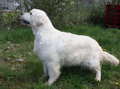 Étalon Golden Retriever - Djalisco Perfect match (dite romy)