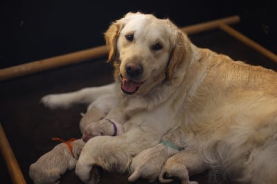 Étalon Golden Retriever - Shyna du domaine des dieux du feu