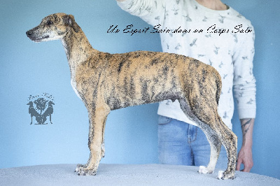 Étalon Greyhound - Un esprit sain dans un corps sain Rosae Fidelis