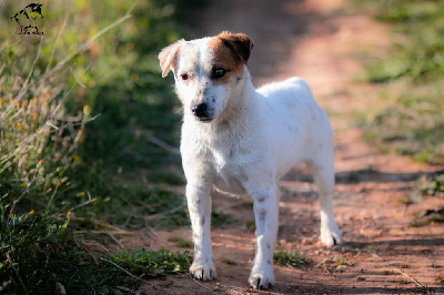 Étalon Jack Russell Terrier - Stella Du Mas Ensoleillé