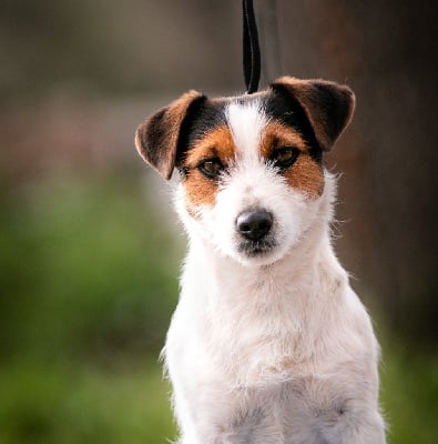 Étalon Jack Russell Terrier - Sunshine du Bois de Compiègne