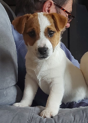Étalon Jack Russell Terrier - Tempérance Des Terriers Du Large