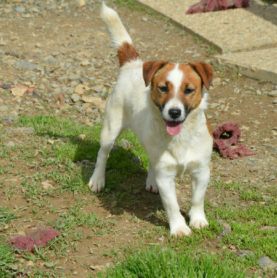 Étalon Jack Russell Terrier - Shelsea Des Terriers Du Large
