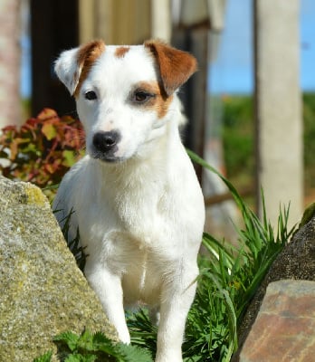 Étalon Jack Russell Terrier - souls plain Mini snow flakes