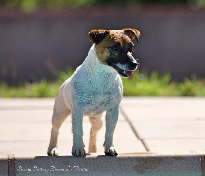 Étalon Jack Russell Terrier - Beauty brittany dream la violetta jack