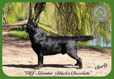 Étalon Labrador Retriever - CH. Silvester black & chocolate