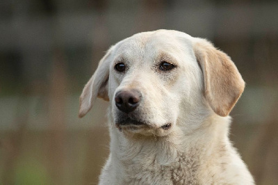 Étalon Labrador Retriever - gunnerspeg Duchess