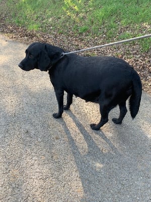 Étalon Labrador Retriever - Oup?s (Sans Affixe)