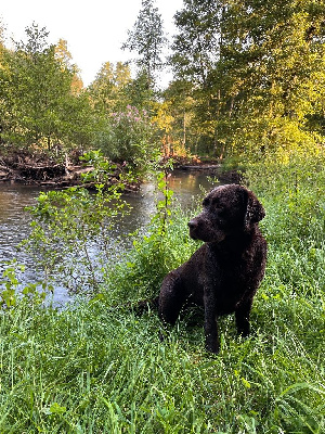 Étalon Labrador Retriever - Roquette Du Lac Vert