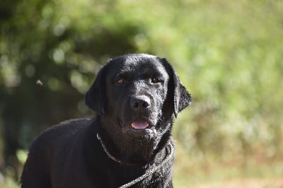 Étalon Labrador Retriever - Sophie De sandie landes