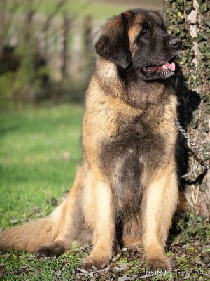 Étalon Leonberger - Pika'chu-ikboy du domaine de la noyaraye