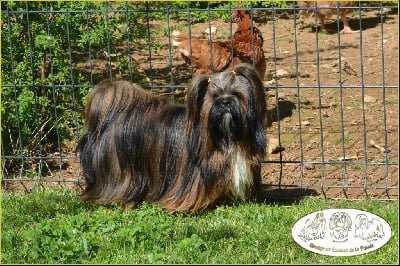 Étalon Lhassa Apso - Swanie de la Vigne del Rey