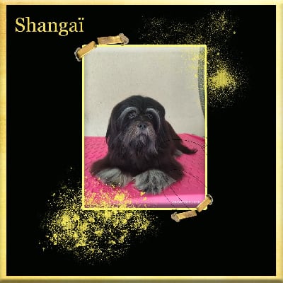 Étalon Lhassa Apso - Shangaï of caniland's dream