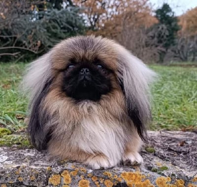 Étalon Pekinois - CH. Saint emilion des princes des Cevennes