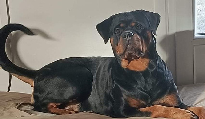 Étalon Rottweiler - Ruby Du bon limier