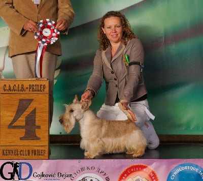 Étalon Scottish Terrier - CH. Gabéric's Sacrebleu