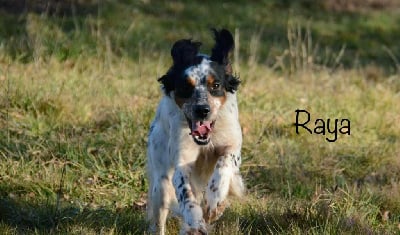 Étalon Setter Anglais - Raya Du Centre Bretagne