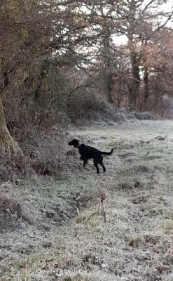 Étalon Setter Gordon - Ruby De L'Echo Des Bois Des Naux