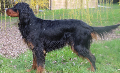 Étalon Setter Gordon - Pirae De La Vallée De La Thau