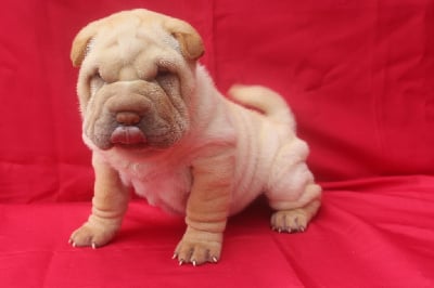 Étalon Shar Pei - Rose des sables of caniland's dream